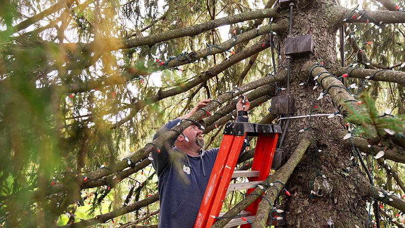 戴夫·里芬伯格的照片，他是一位经验丰富的场地管理员，正在把彩灯挂在树上.